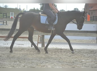 Pozostałe rasy, Klacz, 12 lat, 164 cm, Skarogniada