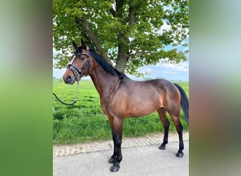 Pozostałe rasy, Klacz, 15 lat, 147 cm, Gniada