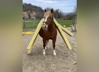 Pozostałe rasy Mix, Klacz, 16 lat, 149 cm, Kasztanowata