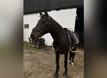 Pozostałe rasy Mix, Klacz, 17 lat, 150 cm, Gniada