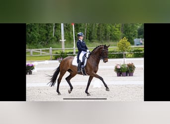 Pozostałe rasy Mix, Klacz, 19 lat, 170 cm, Gniada