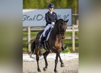 Pozostałe rasy Mix, Klacz, 19 lat, 170 cm, Gniada
