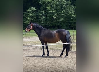 Pozostałe rasy Mix, Klacz, 19 lat, 170 cm, Gniada