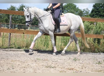 Pozostałe rasy, Klacz, 20 lat, 162 cm, Siwa