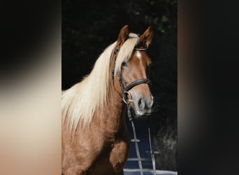 Pozostałe rasy Mix, Klacz, 3 lat, 138 cm, Kasztanowata
