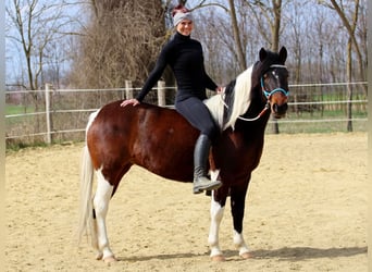 Pozostałe rasy, Klacz, 3 lat, 150 cm, Srokata
