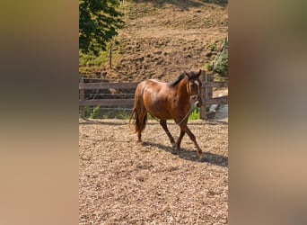 Pozostałe rasy Mix, Klacz, 3 lat, 151 cm, Ciemnokasztanowata