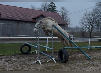 Pozostałe rasy, Klacz, 3 lat, 153 cm, Tarantowata