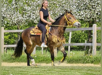 Pozostałe rasy, Klacz, 3 lat, 158 cm, Gniada