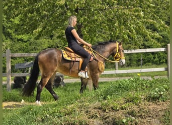Pozostałe rasy, Klacz, 3 lat, 158 cm, Gniada