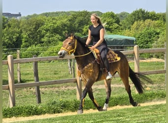 Pozostałe rasy, Klacz, 3 lat, 158 cm, Gniada