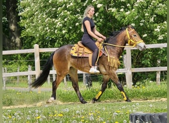 Pozostałe rasy, Klacz, 3 lat, 158 cm, Gniada