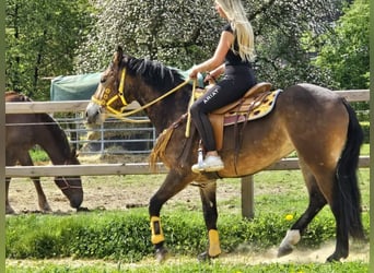 Pozostałe rasy, Klacz, 3 lat, 158 cm, Gniada