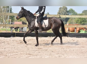 Pozostałe rasy, Klacz, 3 lat, 160 cm, Ciemnogniada