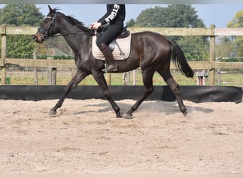 Pozostałe rasy, Klacz, 3 lat, 160 cm, Ciemnogniada