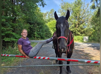 Pozostałe rasy, Klacz, 3 lat, 163 cm, Kara