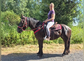Pozostałe rasy, Klacz, 3 lat, 163 cm, Kara
