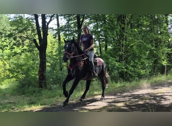 Pozostałe rasy, Klacz, 3 lat, 163 cm, Kara