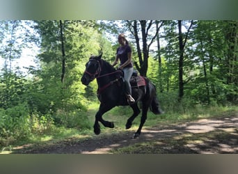 Pozostałe rasy, Klacz, 3 lat, 163 cm, Kara