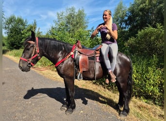 Pozostałe rasy, Klacz, 3 lat, 163 cm, Kara
