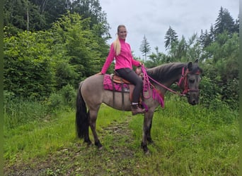 Pozostałe rasy, Klacz, 4 lat, 145 cm, Grullo
