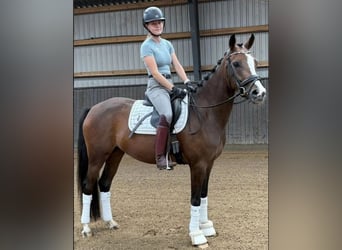 Pozostałe rasy, Klacz, 4 lat, 148 cm, Gniada
