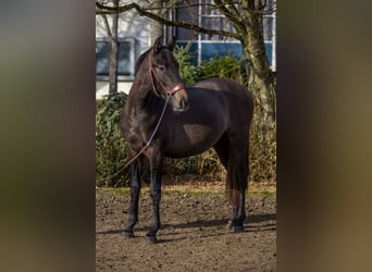 Pozostałe rasy, Klacz, 4 lat, 150 cm, Może być siwy