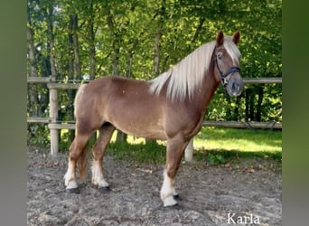 Pozostałe rasy, Klacz, 4 lat, 151 cm, Ciemnokasztanowata