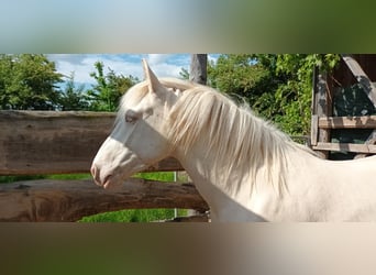Pozostałe rasy, Klacz, 4 lat, 153 cm, Cremello