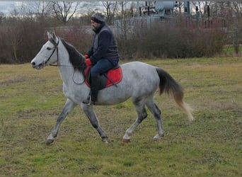Pozostałe rasy, Klacz, 4 lat, 154 cm, Siwa jabłkowita