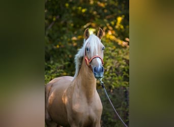 Pozostałe rasy, Klacz, 4 lat, 155 cm, Izabelowata