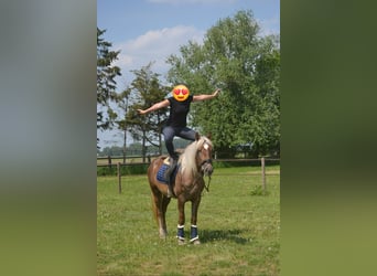 Pozostałe rasy, Klacz, 4 lat, 157 cm, Izabelowata