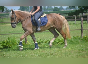 Pozostałe rasy, Klacz, 4 lat, 157 cm, Izabelowata