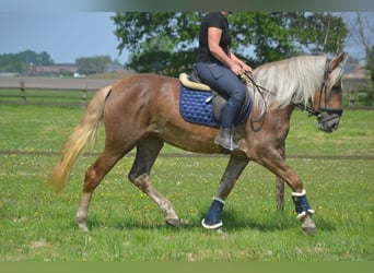Pozostałe rasy, Klacz, 4 lat, 157 cm, Izabelowata