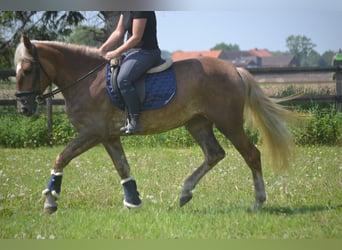 Pozostałe rasy, Klacz, 4 lat, 157 cm, Izabelowata