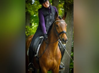 Pozostałe rasy, Klacz, 4 lat, 160 cm, Gniada