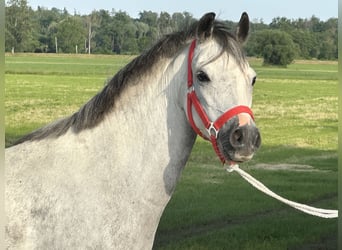 Pozostałe rasy Mix, Klacz, 5 lat, 127 cm, Siwa jabłkowita
