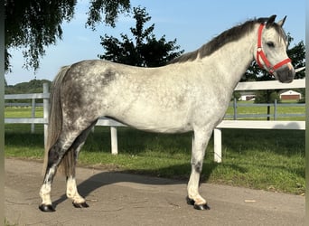 Pozostałe rasy Mix, Klacz, 5 lat, 127 cm, Siwa jabłkowita