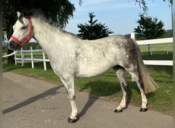 Pozostałe rasy Mix, Klacz, 5 lat, 127 cm, Siwa jabłkowita
