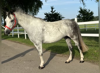 Pozostałe rasy Mix, Klacz, 5 lat, 127 cm, Siwa jabłkowita