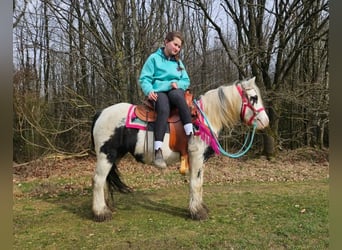 Pozostałe rasy, Klacz, 5 lat, 135 cm, Srokata