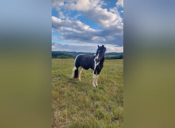 Pozostałe rasy, Klacz, 5 lat, 145 cm, Srokata