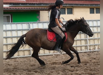 Pozostałe rasy, Klacz, 5 lat, 147 cm, Ciemnogniada
