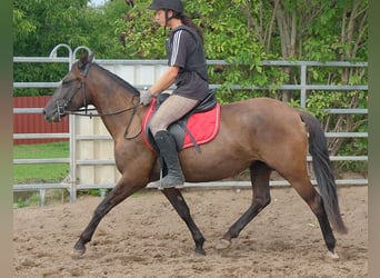 Pozostałe rasy, Klacz, 5 lat, 147 cm, Skarogniada