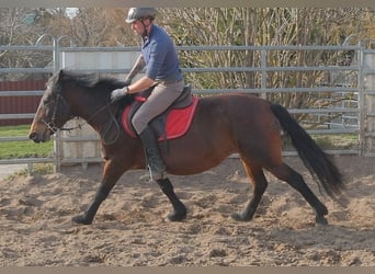 Pozostałe rasy, Klacz, 5 lat, 148 cm, Ciemnogniada