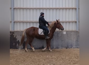 Pozostałe rasy, Klacz, 5 lat, 152 cm, Kasztanowata