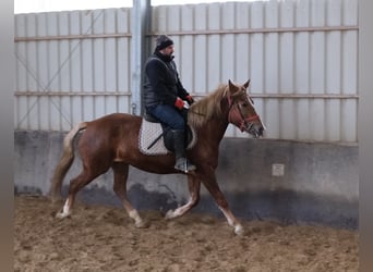 Pozostałe rasy, Klacz, 5 lat, 152 cm, Kasztanowata