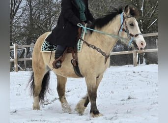 Pozostałe rasy, Klacz, 5 lat, 154 cm, Bułana