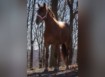Pozostałe rasy, Klacz, 5 lat, 154 cm, Kasztanowata