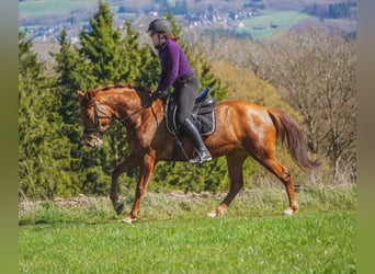 Pozostałe rasy, Klacz, 5 lat, 154 cm, Kasztanowata